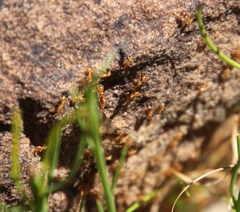 Solenopsis punctaticeps