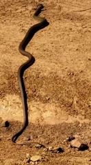 Philodryas nattereri