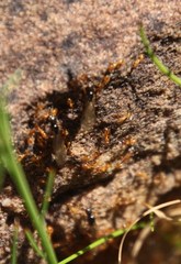 Solenopsis punctaticeps