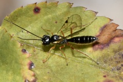 Acrotomus succinctus