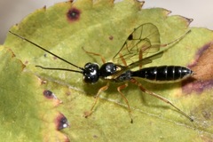 Acrotomus succinctus