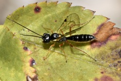 Acrotomus succinctus