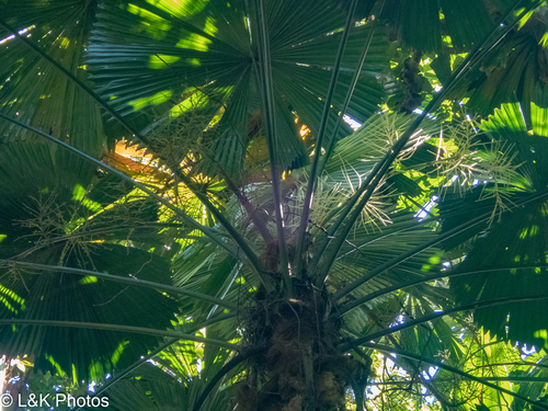 Fan palm (Licuala ramsayi)