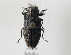 Chrysobothris trinervia