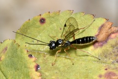 Acrotomus succinctus