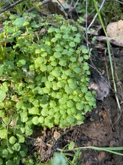 Cryptomitrium tenerum