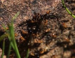 Solenopsis punctaticeps