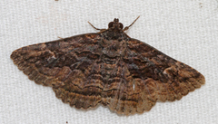 Zaleops umbrina