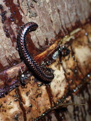 Spirobolellus antipodarus