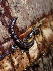 Spirobolellus antipodarus