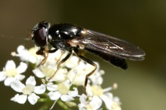 Cheilosia soror
