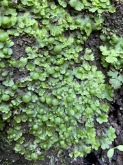 Cryptomitrium tenerum