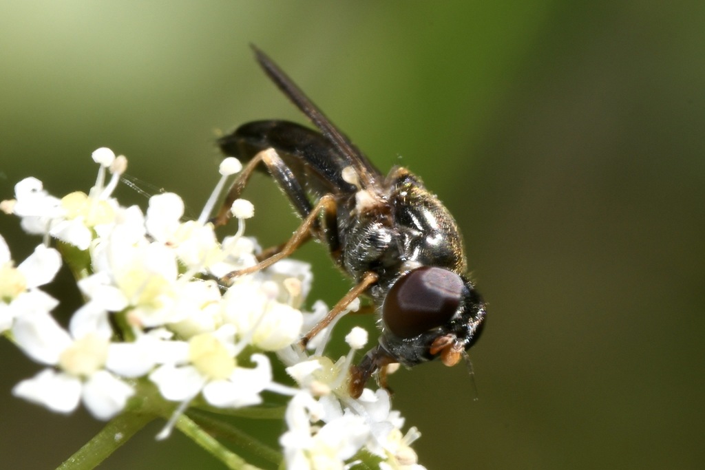 Eucartosyrphus