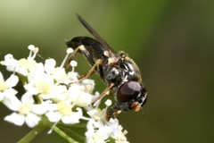 Cheilosia soror