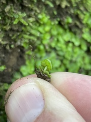 Cryptomitrium tenerum