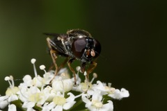 Cheilosia soror