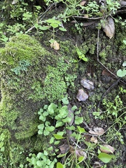 Cryptomitrium tenerum