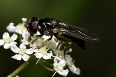 Cheilosia soror