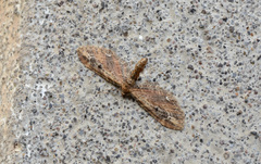 Eupithecia subapicata