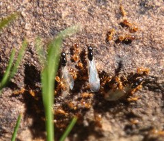 Solenopsis punctaticeps