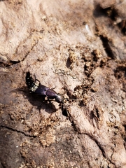 Platydracus violaceus