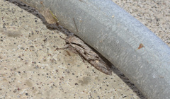 Egira crucialis