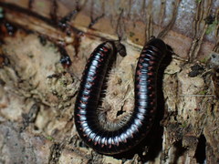 Spirobolellus antipodarus