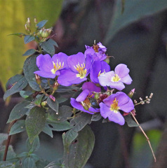 Chaetogastra paratropica