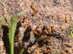 Solenopsis punctaticeps