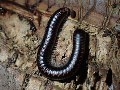 Spirobolellus antipodarus