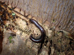 Spirobolellus antipodarus