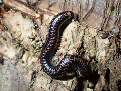 Spirobolellus antipodarus