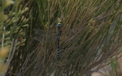Rhionaeschna absoluta