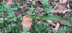 Erythrolamprus typhlus