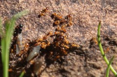 Solenopsis punctaticeps