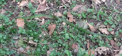 Erythrolamprus typhlus