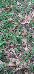 Erythrolamprus typhlus