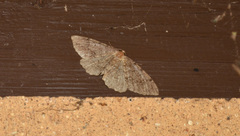 Melanolophia imitata