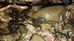 Onchidella nigricans