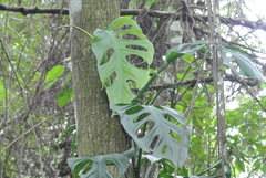 Monstera acuminata