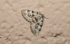 Perizoma curvilinea