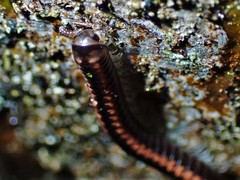 Spirobolellus antipodarus