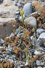 Crepis pulchra