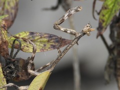 Pseudovates chlorophaea