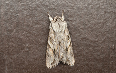Egira crucialis