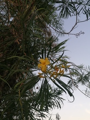 Astianthus viminalis