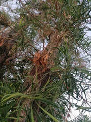 Astianthus viminalis