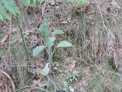 Digitalis purpurea purpurea