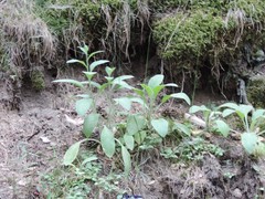 Digitalis purpurea purpurea