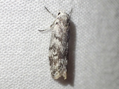 Lichenaula onychotypa